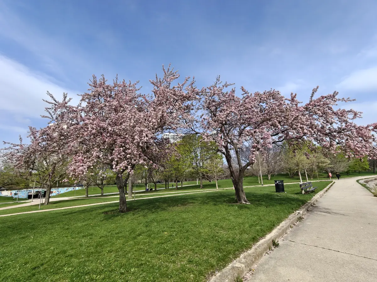 Spring blossoms in a Chicago lakefront park